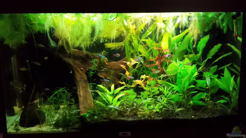 neue Pflänzchem (Mitte) von NRW (8)