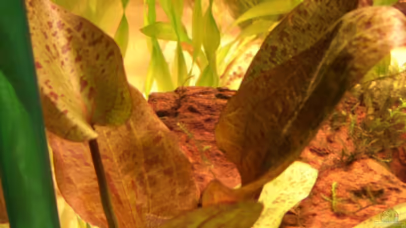 neue Pflanze aber was für eine?????????? von Büdi II (16)