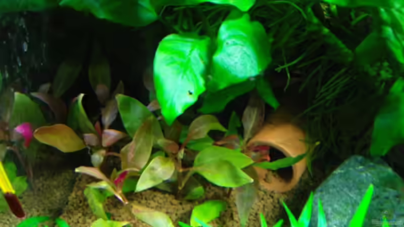 neue Pflanze (Bezeichnung folgt) von Aquarienfreund44 (12)