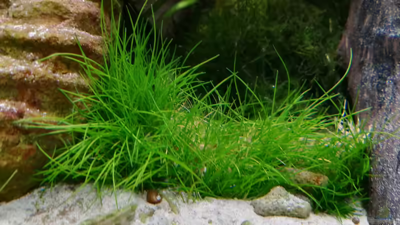 Neue Pflanze eingesetzt, eine Nadelsimse von Bermuda 3eck (22)