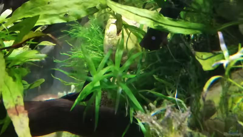 Neue Pflanze eingesetzt von Bermuda 3eck (20)