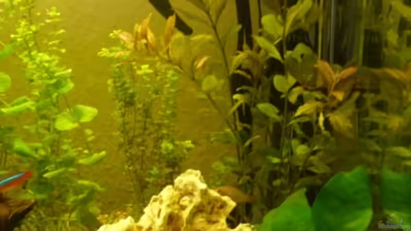 neue Pflanze von LeAnn (3)