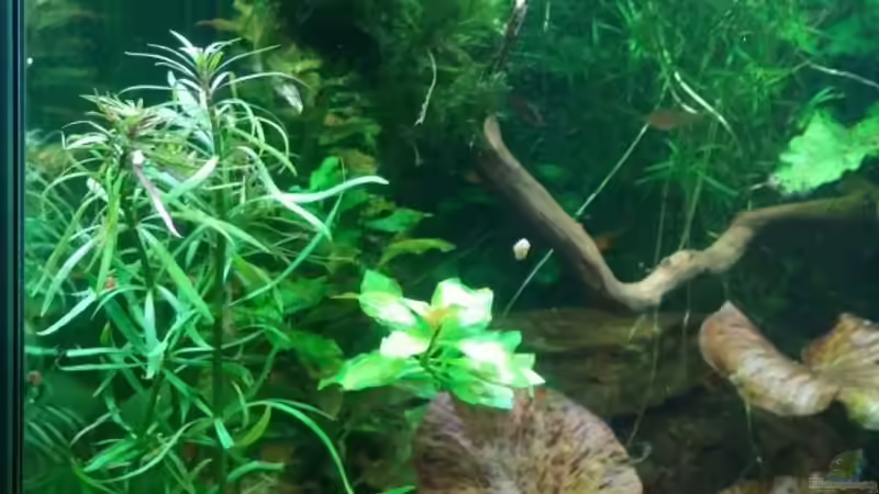 Neue Pflanzen,  links  von Miss Kasimir (12)