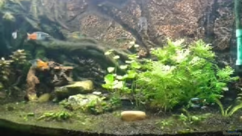 Neue Pflanzen 01.12.2012 von Jankow (5)