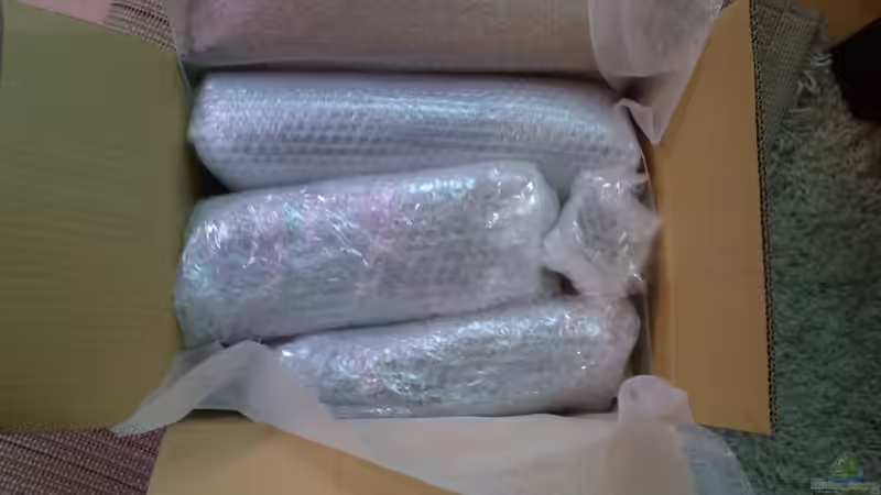 Neue Pflanzen sind da =) von Pipp Amerika (8)