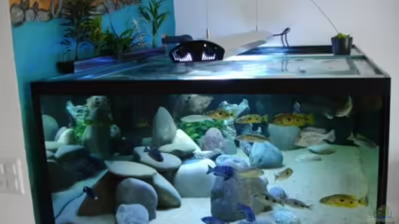 neue Pflanzen über dem Aquarium von Renè Rupf (7)