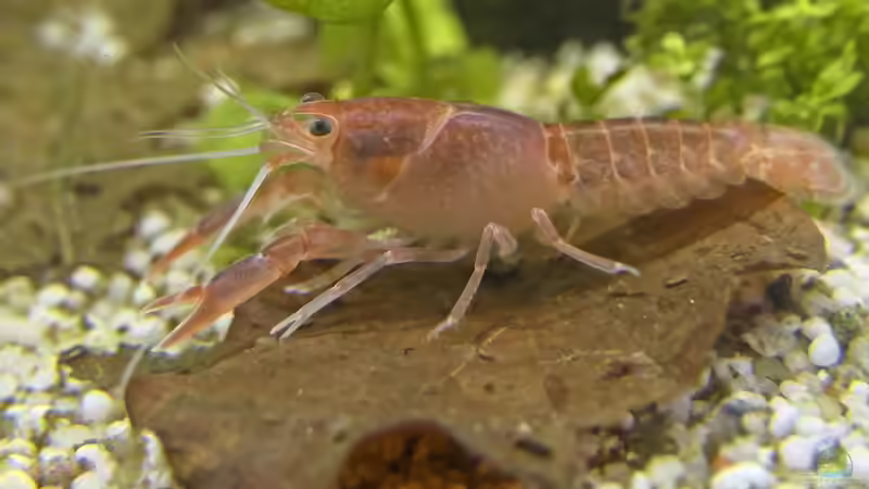 Neue Pflanzen und Tiere in der EU als invasiv eingestuft und verboten seit dem 07.08.2025