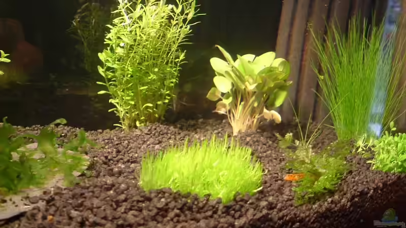 neue Pflanzen von Timo Wünsche (3)