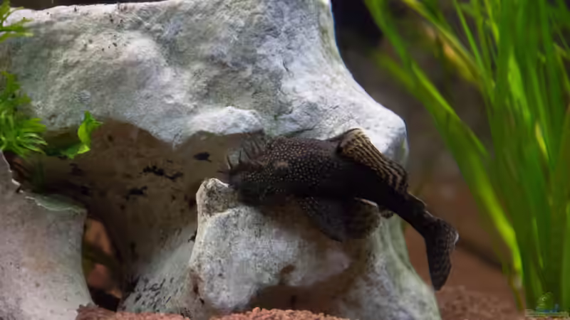 neue Reviergrenze wird sofort untersucht von GoreSlayer (47)