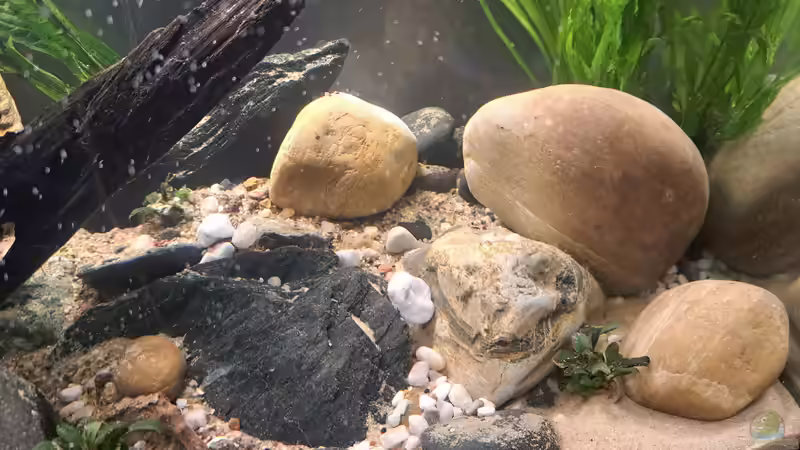 Neue Rheinkieselsteine von okefenokee (9)