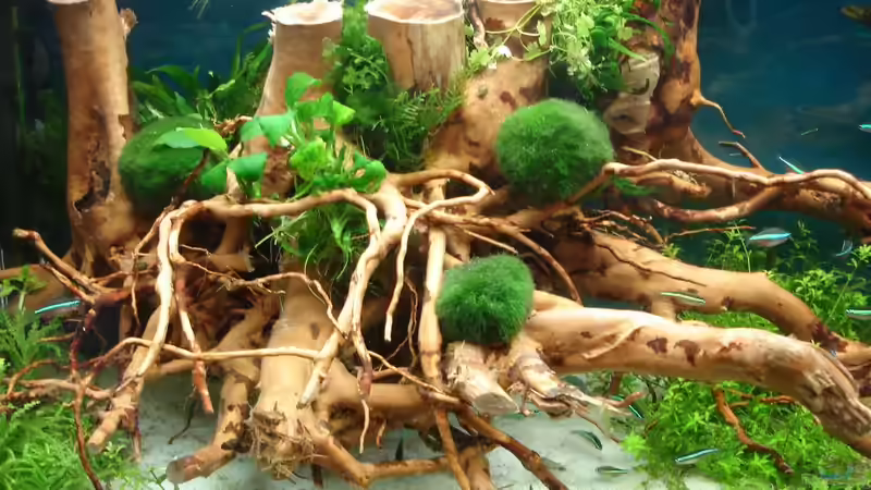 neue Rotwurzel eingesetzt...17.06.2014 von Grünhexe (118)