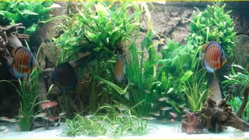 Neue Rückwand Januar 2007 von Thomas Graf (11)