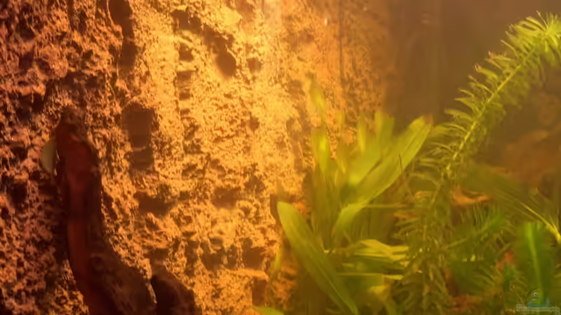 Neue Rückwand von Andre Schreiter (15)