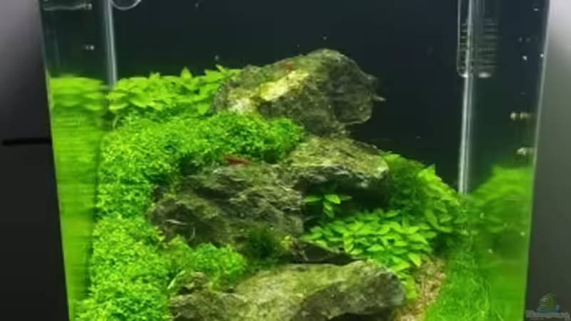 Neue Rückwandfolie (schwarz) von Intershrimpview (13)