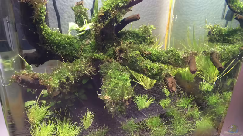 neue Simse von Ayahuasca (88)