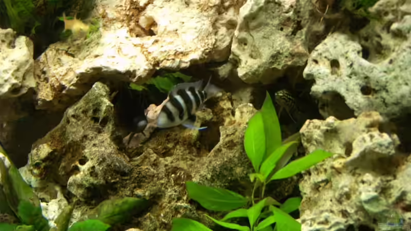 Neue Steinaufbauten wurden schnell angenommen und selbst der Nachwuchs ließ nicht von Sandra Ringle und Jörg Buß (9)