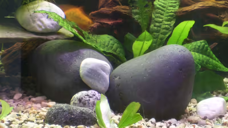 neue Steine und Kiesel von Stefano83 (29)