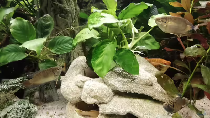 neue steinhöhle von Chinese Inai (22)