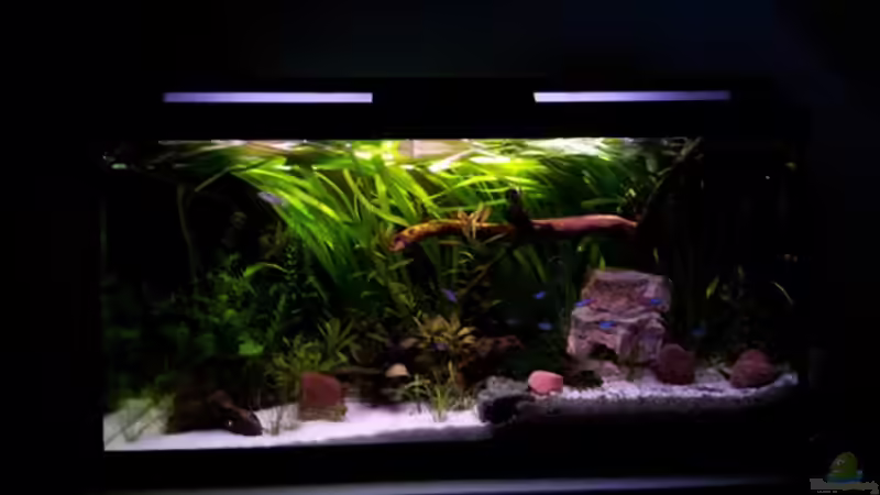 Neue Vallisneren im Hintergrund rein gemacht und nach der BIO CO² Anlage wachsen von Marcel-Usedom (8)