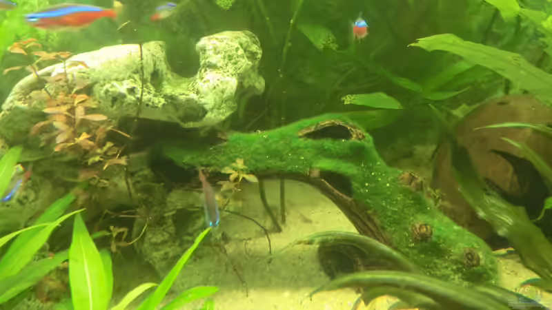 neue versteckmöglichkeit für den wels nachwuchs von Inai Whang (12)