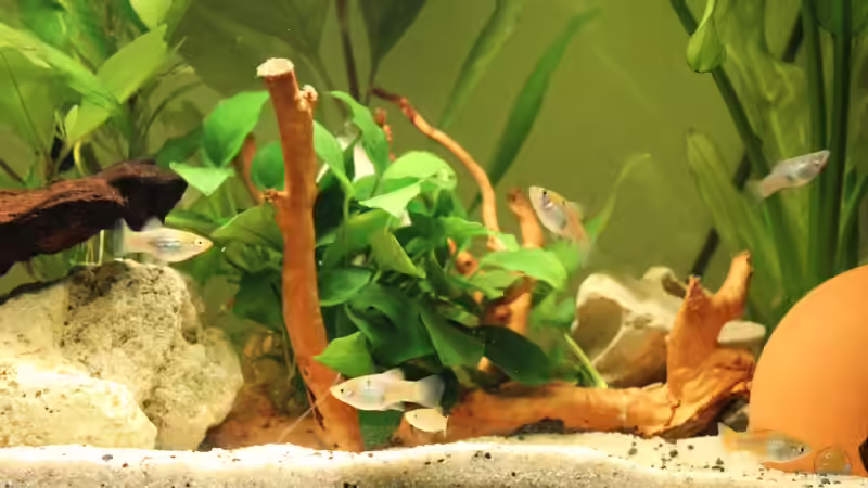 Neue Wüstenwurzel mit Anubie und meinen Platys von Strandberd (7)