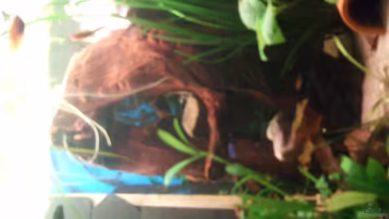 Neue Wurzel :) von Tobi L. (11)