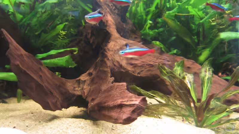 neue Wurzel  von Sabrina Plankensteiner (34)