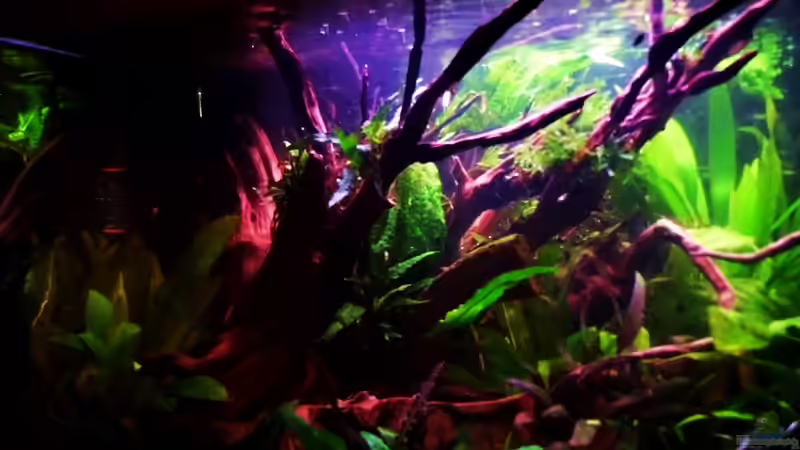 Neue Wurzel 16.01.2014 von snooze (3)