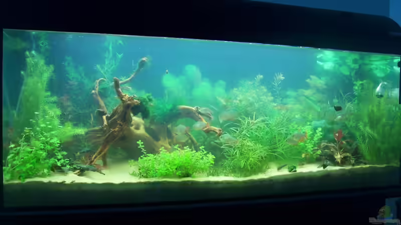 Neue Wurzel bekommen von Lotte und Hendo (9)