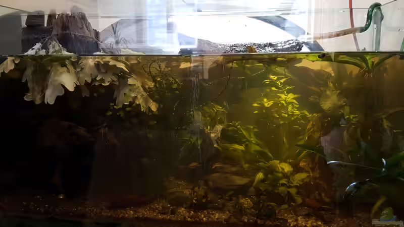 Neue Wurzel eingesetzt. von miv (16)