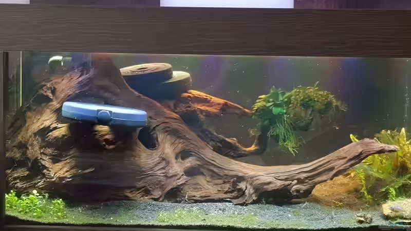 neue Wurzel eingesetzt  von Tabu (12)