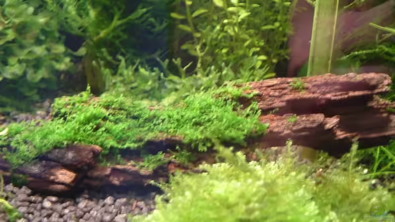 Neue Wurzel mit Minimoos von Timo Wünsche (27)