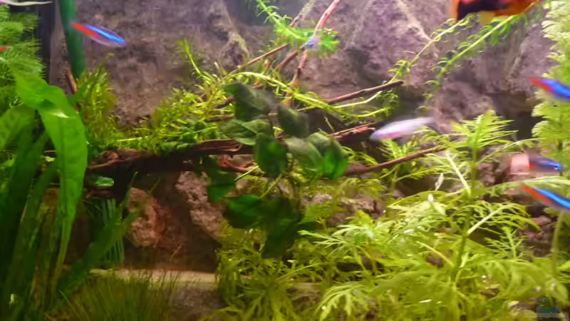 Neue Wurzel mit Wasserpest und Anubias von Jan H. (23)