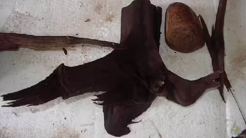 neue Wurzel_Nr.1_24.08.2013 von Südamerikafreak BK (36)