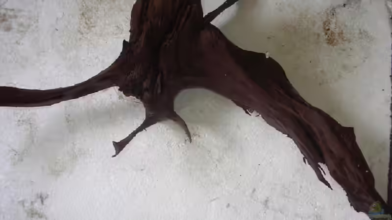 neue Wurzel_Nr.3_24.08.2013 von Südamerikafreak BK (38)