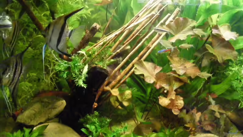 Neue Wurzel von Adamov (19)