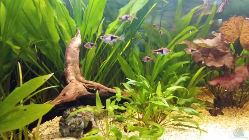 neue wurzel von Hans-Walter Bandt (15)