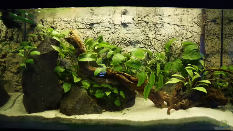 Neue Wurzel von Heiko Bertsch (2)