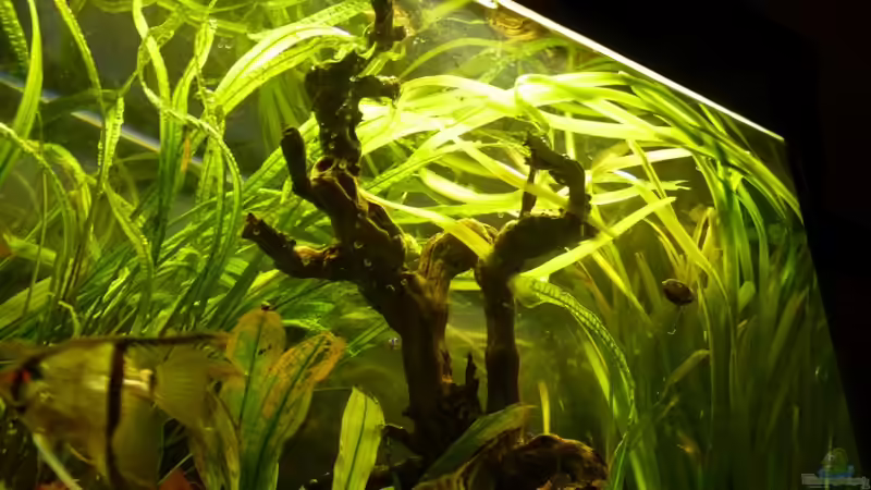 Neue Wurzel von unten gesehen ! von Josef Braun (16)