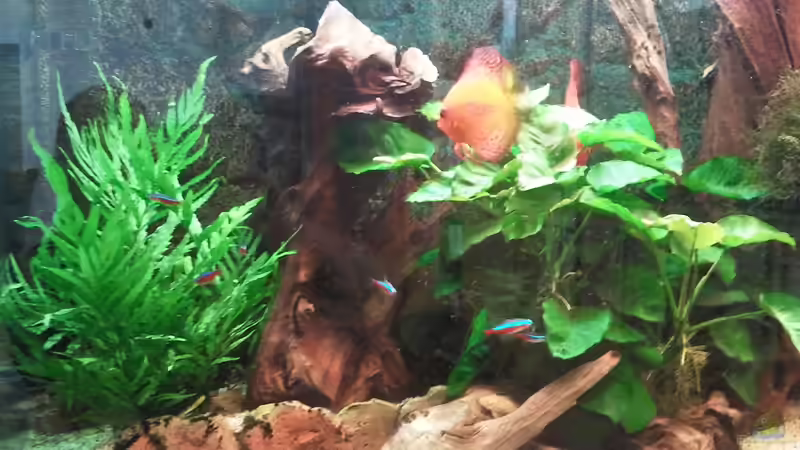 Neue Wurzeln eingebracht 07/12 von Don Jupp (16)