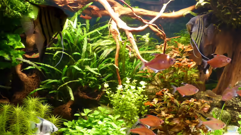 neue Wurzeln hinzugeführt von big koi (21)