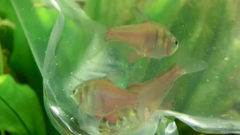 Neue Zierfische richtig eingewöhnen