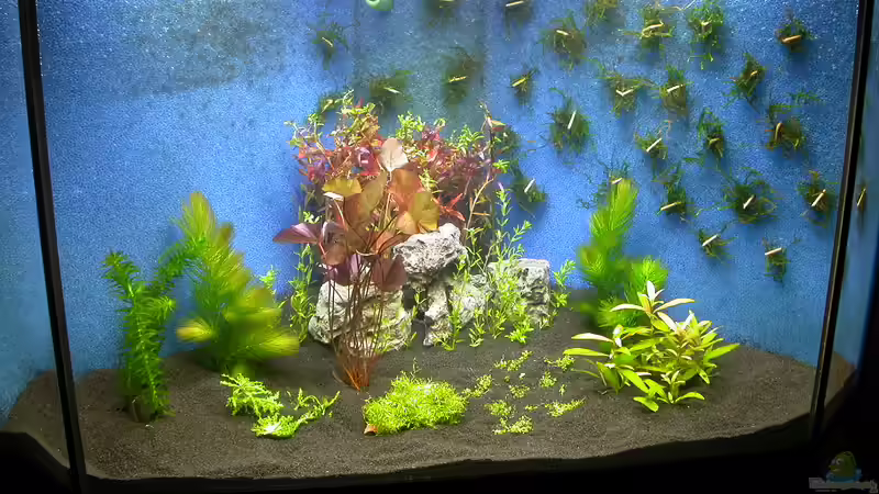 Neueinrichtung 15.05.2010 von Susanne Schmohl (16)