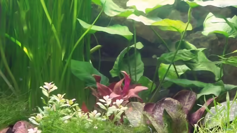 Neueinrichtung 2. Tag Becken Mitte von Peter & Sandra (5)