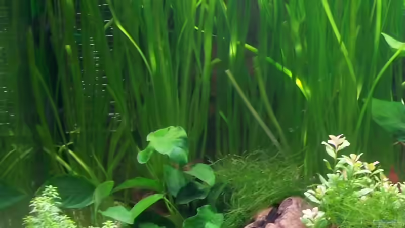 Neueinrichtung 2. Tag Beckenseite links von Peter & Sandra (4)