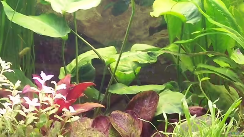 Neueinrichtung 7. Tag von Peter & Sandra (6)