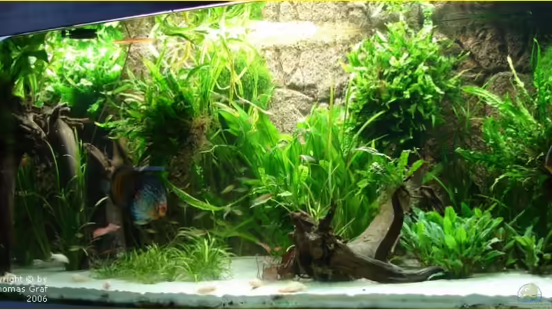 Neueinrichtung Januar 2007 von Thomas Graf (12)