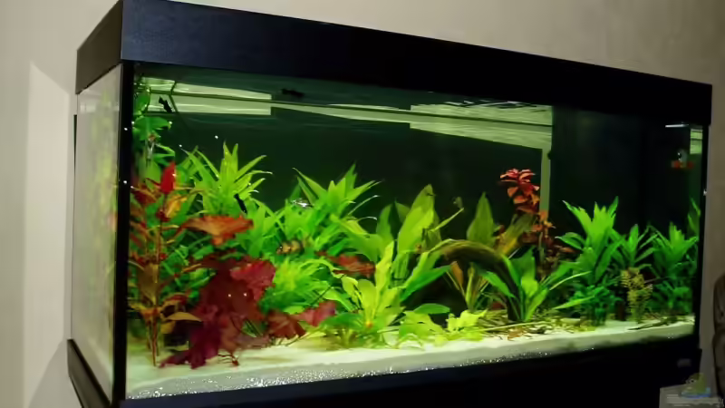 Neueinrichtung Juwel 300 im Jan. 08 von Funky (3)