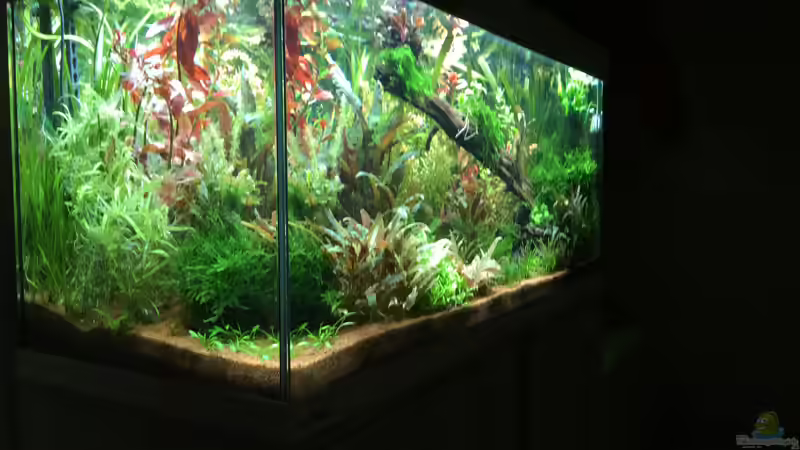 Neueinrichtung seite von Der Südamerikaner (4)