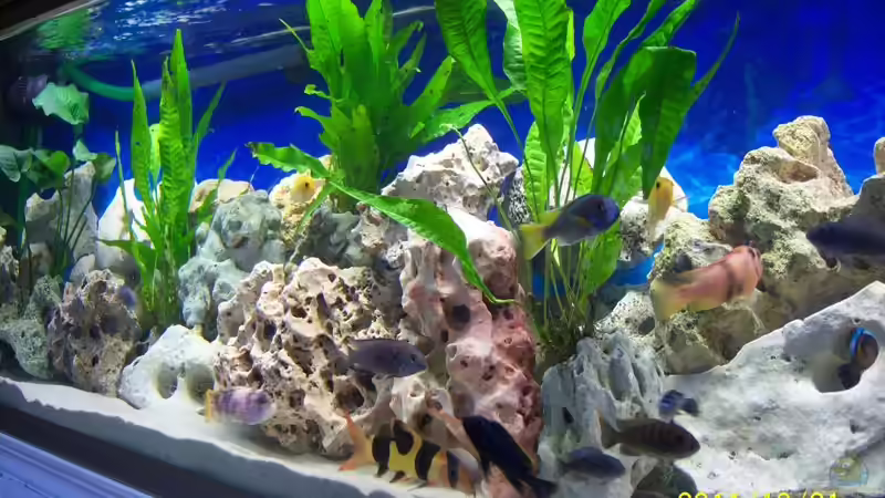 Neueinrichtung von 47 Malawi (1)